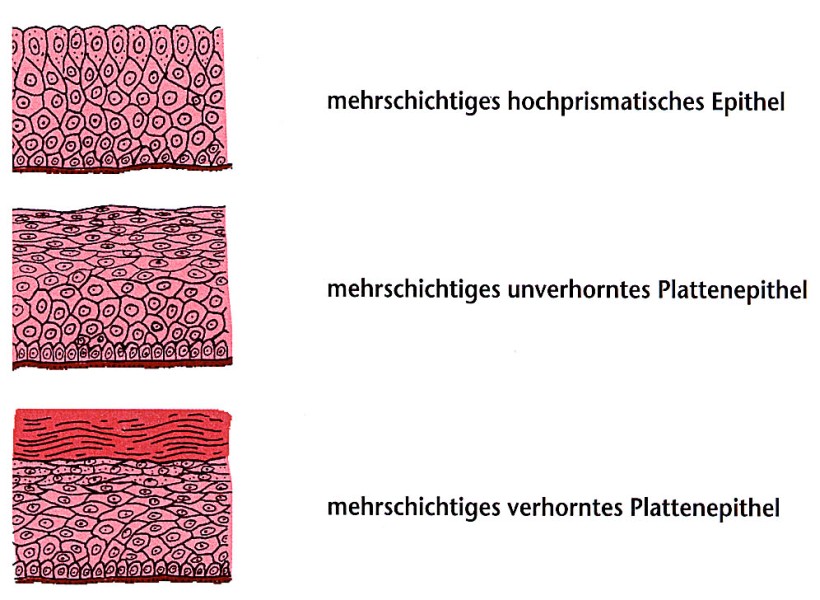 Pathologie für Informatiker