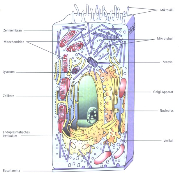 Pathologie Fur Informatiker